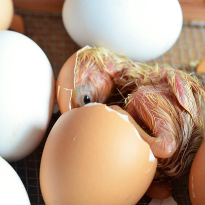 KEIN Nest voller Eier - donotshopshop